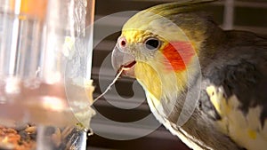 Corella Grey parrot beak gnaws white thread