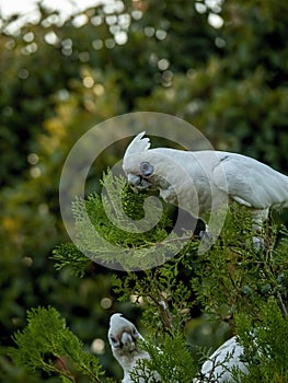 Corella Licmetis feasting and playing on a tree branch in late afternoon