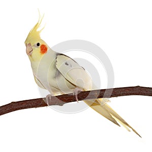 Corella parrot sitting on the branch