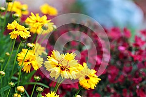 Coreopsis photo