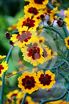 Coreopsis