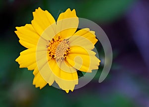 Coreopsis