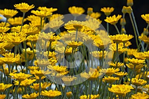 Coreopsis