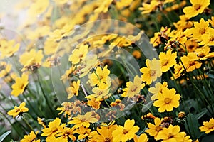 Coreopsis