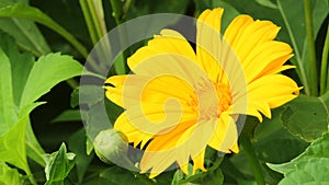 Coreopsis Auriculata Lobed tickseed