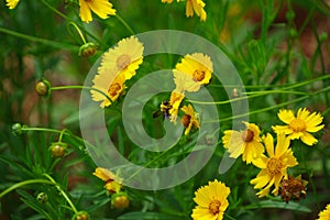 Coreopsis basalis