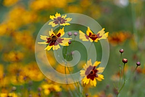 ????Coreopsis basalis (A. Dietr.) S. F. Blake?