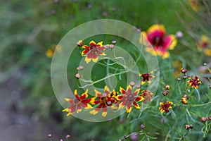 ????Coreopsis basalis (A. Dietr.) S. F. Blake?