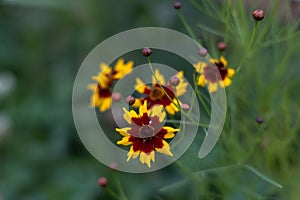 ????Coreopsis basalis (A. Dietr.) S. F. Blake?