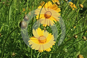 Coreopsis basalis???flower, yellow, biennial