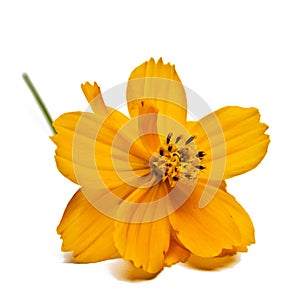 Coreopsis Bloom photo