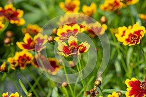 Coreopsis or calliopsis and tickseed flowers