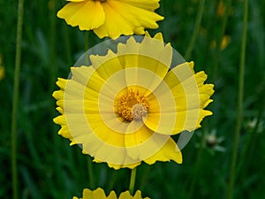 Coreopsis Compositae flower