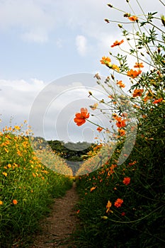 Coreopsis field photo