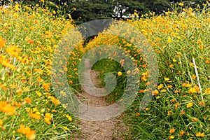 Coreopsis field photo