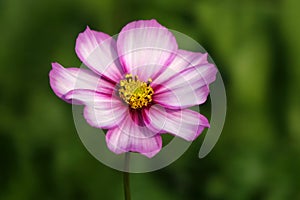 A coreopsis flower