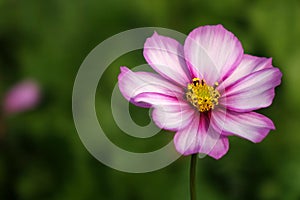 A coreopsis flower photo