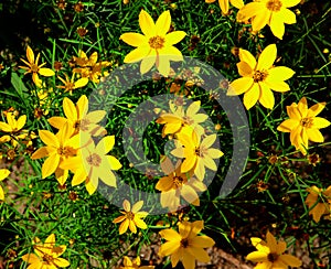 Coreopsis flower and green leaves