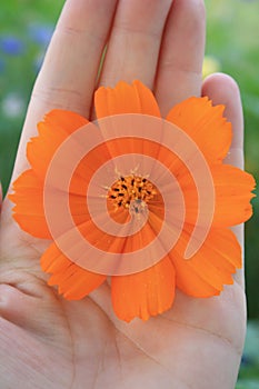 Coreopsis Flower in Hand photo
