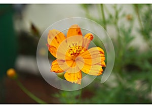 Coreopsis Flower - Yellow Flower - Tropic Flower - Blossom Coreopsis - Decorative Plant -