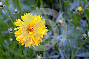 Coreopsis flowers