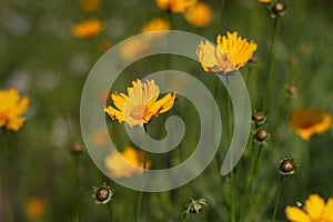 Coreopsis flowers close up