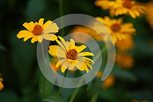 Coreopsis flowers close up