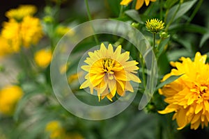 Coreopsis fully double, golden yellow flowers Solanna Golden Sphere perennial in summer cottage garden