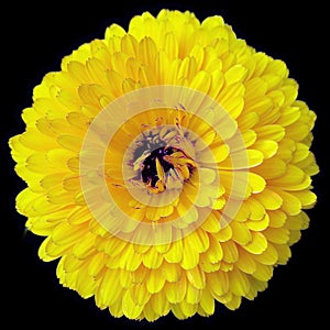 Coreopsis is a genus of flowering plants in the family Asteraceae