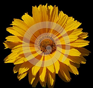 Coreopsis is a genus of flowering plants in the family Asteraceae