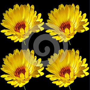 Coreopsis is a genus of flowering plants in the family Asteraceae