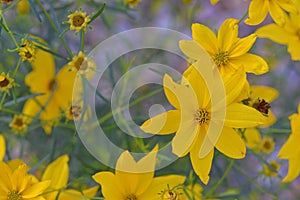 Coreopsis is a genus of flowering plants in the family Asteraceae. Common names include calliopsis and tickseed. There