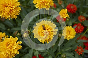 Coreopsis grandiflora in bloom with bee