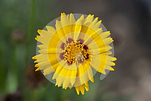 Coreopsis grandiflora bright yellow flowering plant, group of petal ornamental flowers in bloom