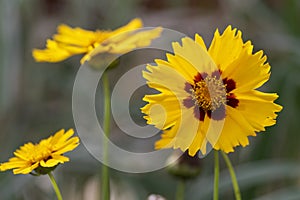 Coreopsis grandiflora bright yellow flowering plant, group of petal ornamental flowers in bloom