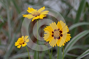 Coreopsis grandiflora bright yellow flowering plant, group of petal ornamental flowers in bloom