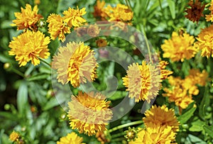 Coreopsis grandiflora Early Sunrise blooming 1