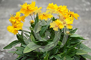 Coreopsis grandiflora flower plant growing in the garden