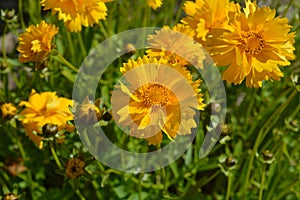 Coreopsis grandiflora Sunburst in flower, also known as tickseed