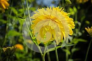 COREOPSIS grandiflora `Sunray` Flower