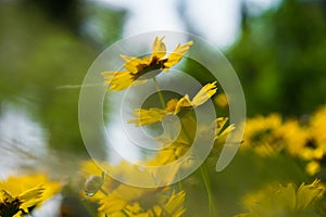 Coreopsis hybrid and flower buds in a green background