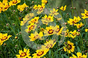 Coreopsis hybrid in a green background