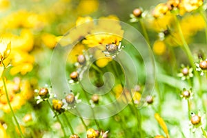 Coreopsis hybrids