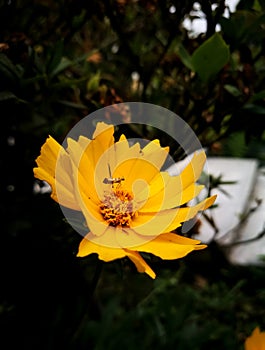 Coreopsis lanceolata. Beautiful Lance-leaved coreopsis flower of yellow color.