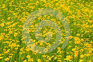 Coreopsis lanceolata blooming on flower field