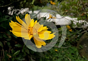 Coreopsis lanceolata flower in a garden. Lance-leaved coreopsis yellow blossom.