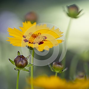 Coreopsis lanceolata flower