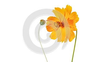 Single Coreopsis lanceolata flower on white