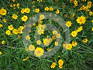 Coreopsis lanceolata flowers