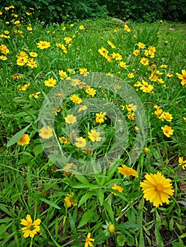 Coreopsis lanceolata flowers